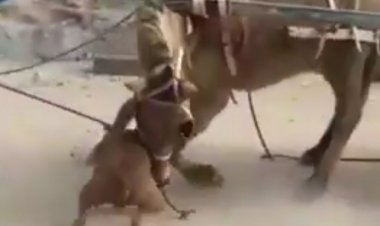 Pitbull ataca violentamente um cavalo que puxava carroça e quase o mata