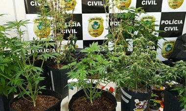 PC encontra estufa com cultivo de maconha em residências de Formosa