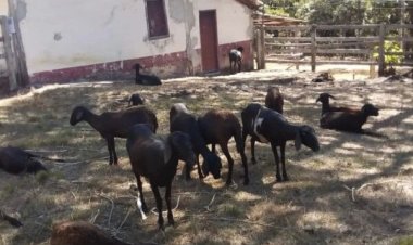 Cães matam mais de 30 cabras e ovelhas em fazenda de Alexânia