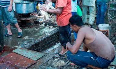Covid surgiu realmente de animais vendidos em mercado de Wuhan, indica novos estudos