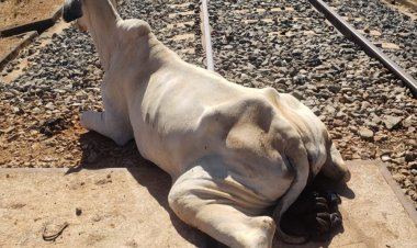 Bombeiros resgatam vaca presa em trilho de trem