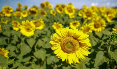 Goiás é líder na produção nacional de girassol