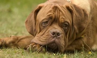 Mulher se separa do marido e pede na Justiça pensão para o cachorro