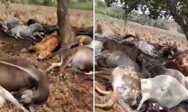 Mais de 40 vacas morrem após queda de raio em fazenda de Crixás