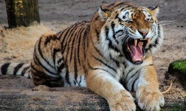 Tigre mata treze pessoas na índia e é capturado