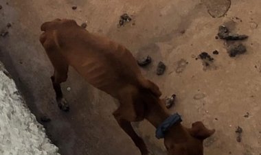 Cão  é encontrado em situação de abandono em residência de Formosa