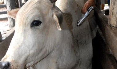 Governo de Goiás alerta pecuaristas para vacinação contra aftosa