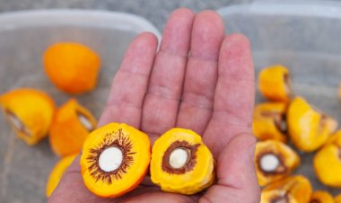 Governo de Goiás inicia distribuição de mudas de pequi sem espinhos
