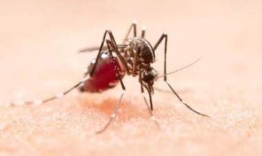 Mortes por dengue em Goiás atingem maior número em 12 anos