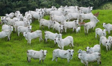 Goiás alcança índice vacinal de 98,59% contra aftosa