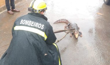 Bombeiros resgatam jacaré que passeava em plena luz do dia em Formosa