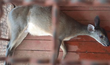 Veado  invade residência e é resgatado pelos Bombeiros em Formosa- GO