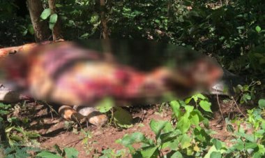 Abatedouro clandestino vendia carne de cavalo para consumo humano no interior de Goiás