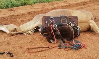 Menino fica ferido e égua morre após serem atingidos por raio enquanto cavalgavam por fazenda de Goiás