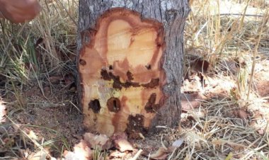 Símbolo do Cerrado: pequi está sendo ameaçado por praga que devorada pequizeiros