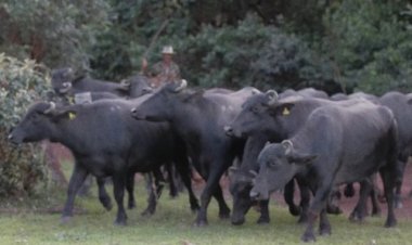 Empresário de Formosa alvo da PF é investigado por promover turismo de caça a búfalos e divulgar vídeos em rede social