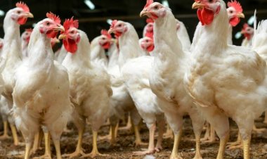 Goiás endurece medidas para evitar chegada da gripe aviária ao estado