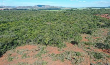 Desmatamento recua em Goiás em 2022, revela Mapbiomas