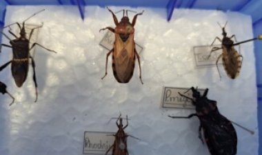Doença de Chagas já vitimou mais de 230 pessoas neste ano em Goiás