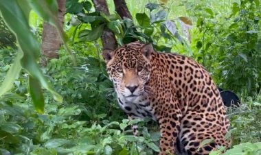 Rio Araguaia e o corredor ecológico da onça-pintada