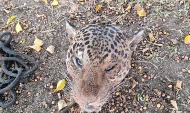 Homem é preso sob acusação de matar onças-pintadas para alimentar cães da fazenda