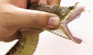Estado oferece atenção especial às vítimas de picadas de cobras