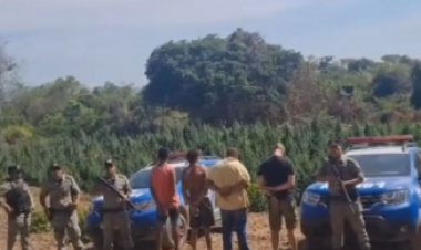 Polícia Militar prende cinco suspeitos de cultivar plantação de maconha transgênica no Nordeste de Goiás