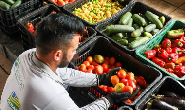Banco de Alimentos da OVG: ponto de coleta na Ceasa arrecada 100 mil quilos em dois meses