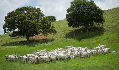 Bovinocultura goiana vai receber mais de R$ 47 milhões do FCO Rural