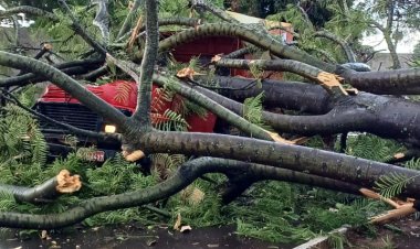 Árvore cai em cima de caminhão caçamba e mata motorista em Formosa
