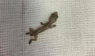 Criança de 11 anos é internada em estado grave após ser induzida a comer lagartixa