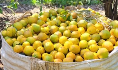 Ações da Agrodefesa garantem qualidade da produção de citros no estado