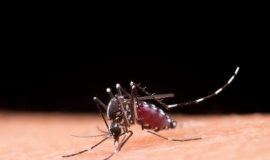 Estudo constata que maioria dos criadouros do Aedes está no lixo domiciliar