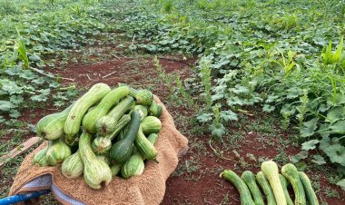 Entorno revela força da mulher na agricultura familiar