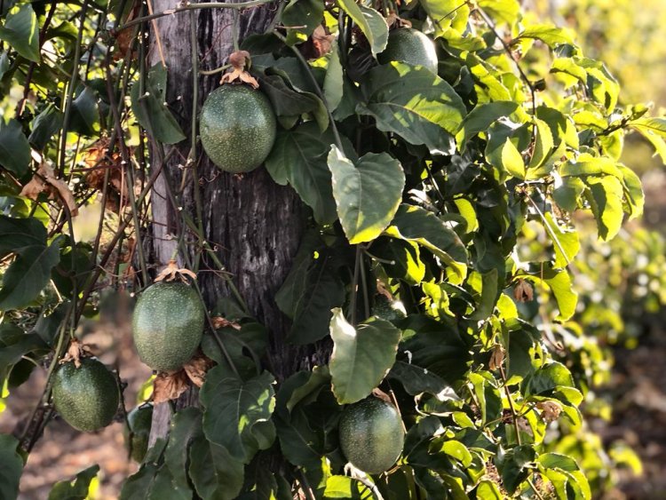 Inscrições para o Projeto de Fruticultura Irrigada do Vão do Paranã seguem até 26 de janeiro