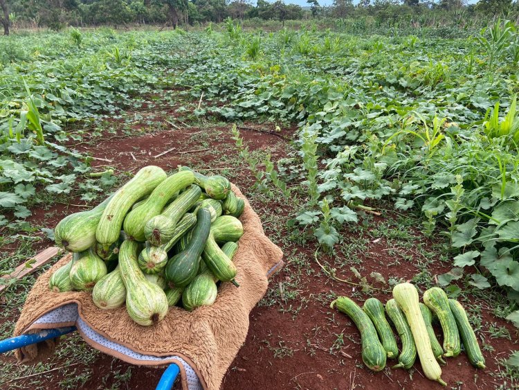 Entorno revela força da mulher na agricultura familiar
