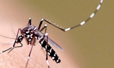 Brasil registra mais de 550 mil casos de dengue em 2024