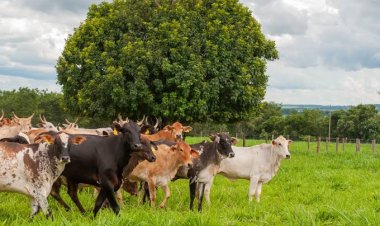 Governo de Goiás orienta pecuaristas sobre prazos e novas regras para declaração de rebanho