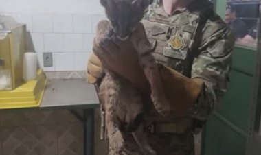 Filhote de onça é capturado pela PMDF em Formosa