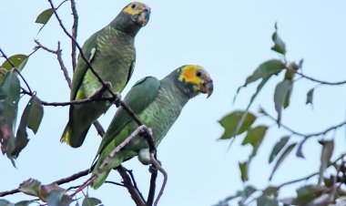 Biodiversidade do Cerrado favorece turismo de observação de pássaros