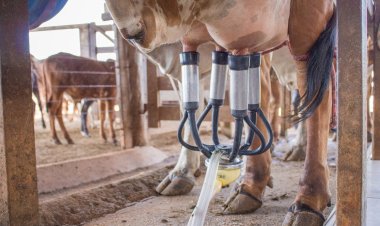 Medidas de apoio ao produtor fortalecem a cadeia láctea em Goiás