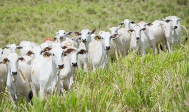 Goiás registra aumento no abate de bovinos, suínos e frangos
