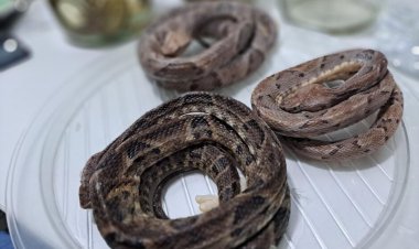 Mais de 22 pessoas foram vítimas de picadas de serpentes em Goiás este ano