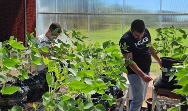Governo de Goiás financia pesquisa para aumentar resistência da soja à seca