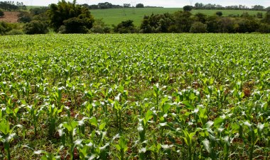 Goiás tem 11 municípios entre os 100 mais prósperos do agronegócio no Brasil
