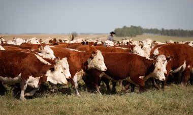 Em alta, abate de bovinos atinge 1,06 milhão de animais em Goiás