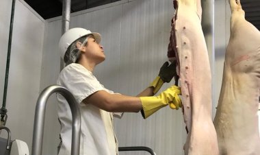 Governo de Goiás publica edital para contratação temporária de 30 médicos veterinários