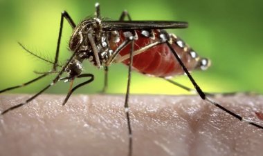 Segunda morte por dengue é confirmada em Goiás em 2025