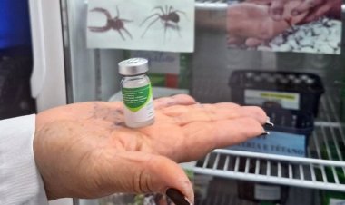 Com aumento de 235% no número de atendimentos, HDT orienta população sobre como agir em acidentes com aranhas