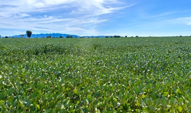 Goiás deve ter recorde no valor bruto da produção agropecuária em 2025